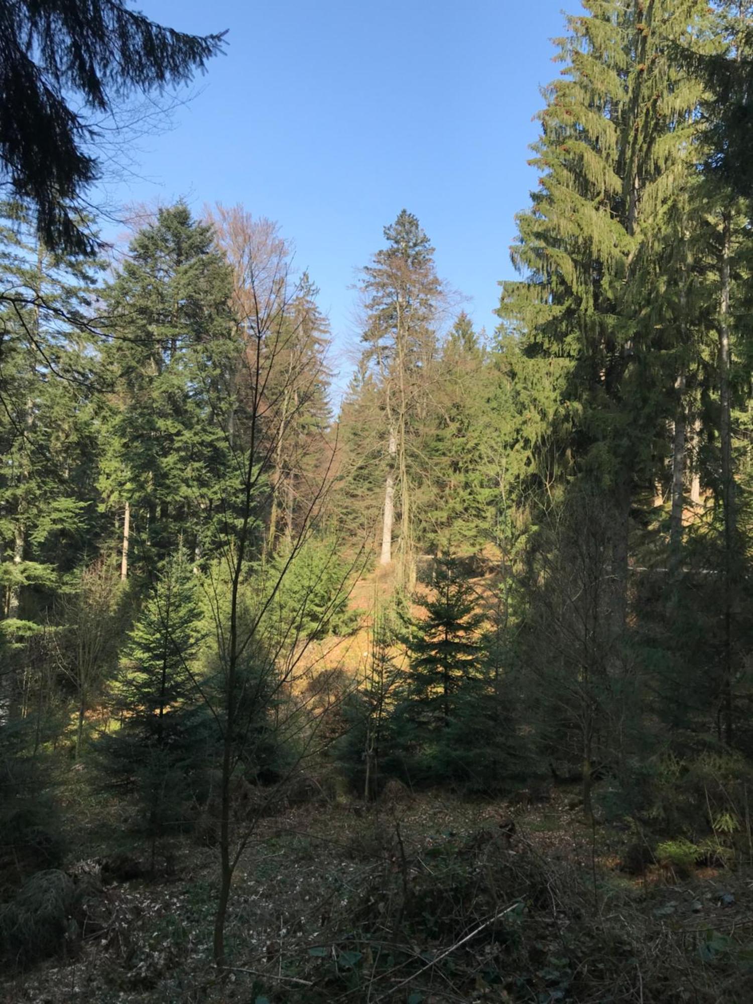 Hesselbach Oberkirch (Baden)