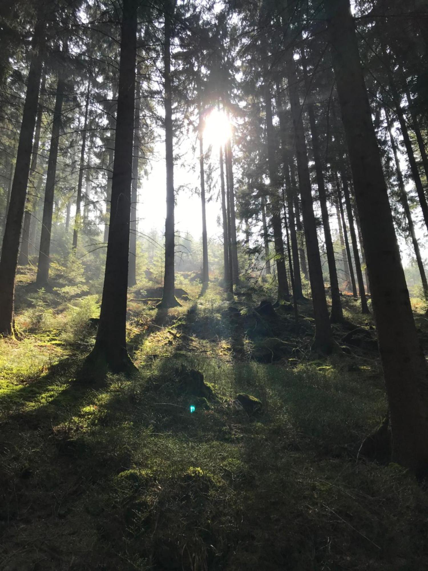 Hesselbach