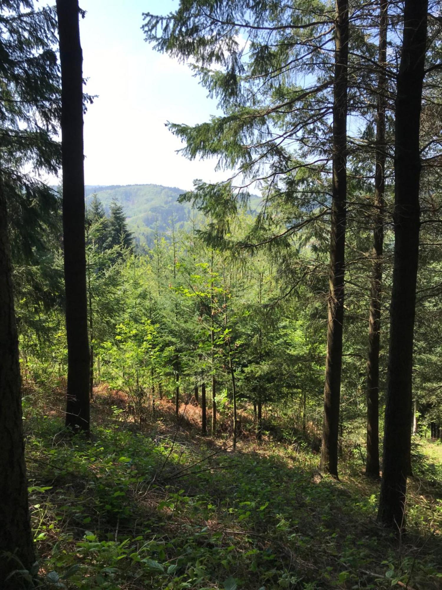 Apartment Hesselbach Oberkirch (Baden)
